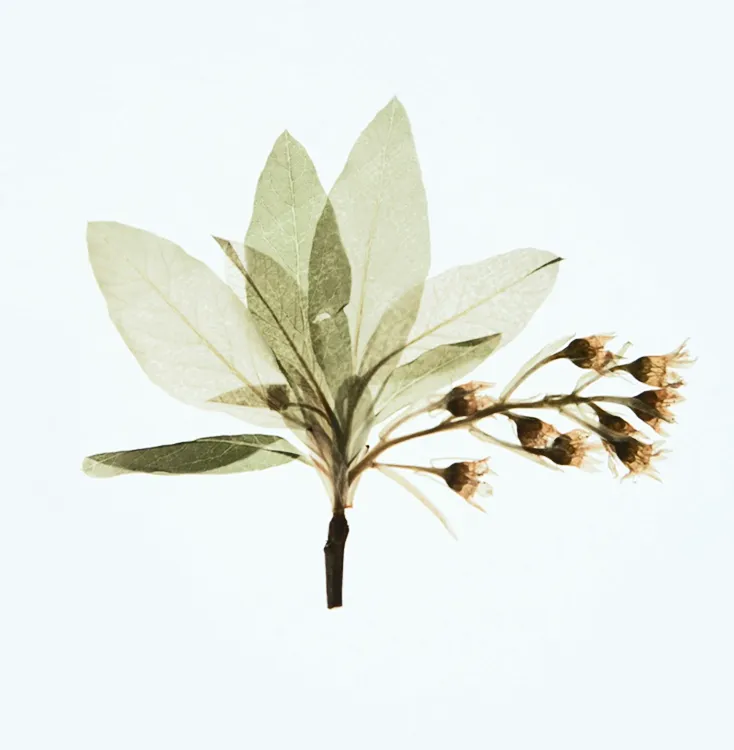 Hero flower image